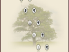 arbre_gnalogique_de_nayang_toukam